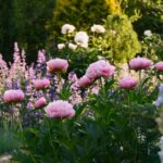 Záhradný záhon s ružovými pivonkami.