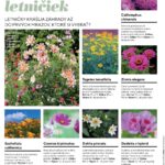 Môj dom 04/2026, 15 najkrajších letničiek.