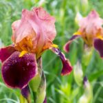 Dva ružovo-cyklámenové kosatce.