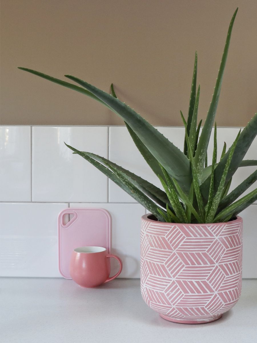 Aloe vera v ružovom kvetináči v kuchyni.