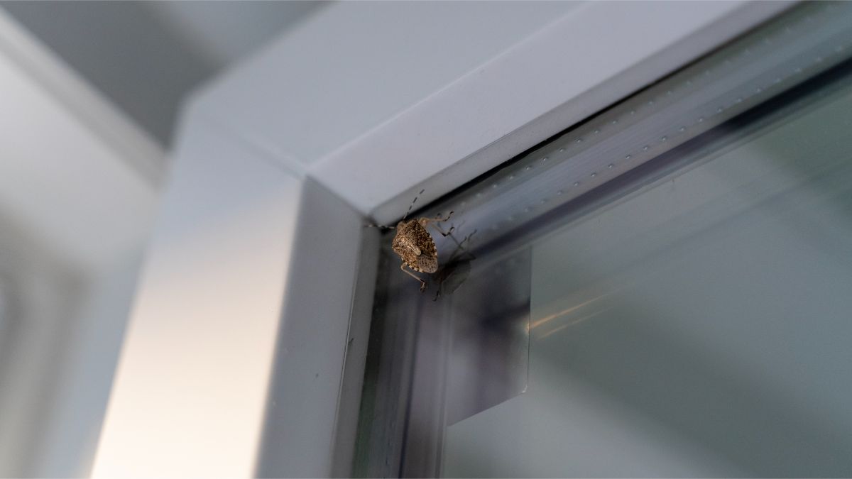Detail na bzdochu na sklenenej výplni okna.